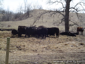 cows1mar13_05.jpg