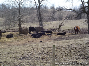 cows2mar13_05.jpg