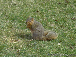 squirrelmar27_05.jpg